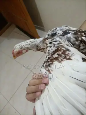 Premium Quality Aseel Hens - Hardy Traditional Breed