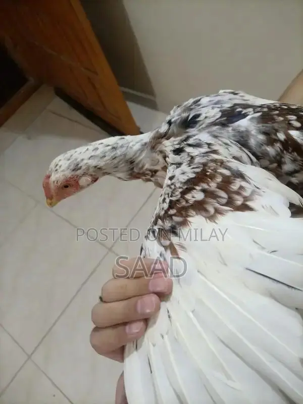 Premium Quality Aseel Hens - Hardy Traditional Breed