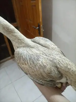 Premium Quality Aseel Hens - Hardy Traditional Breed