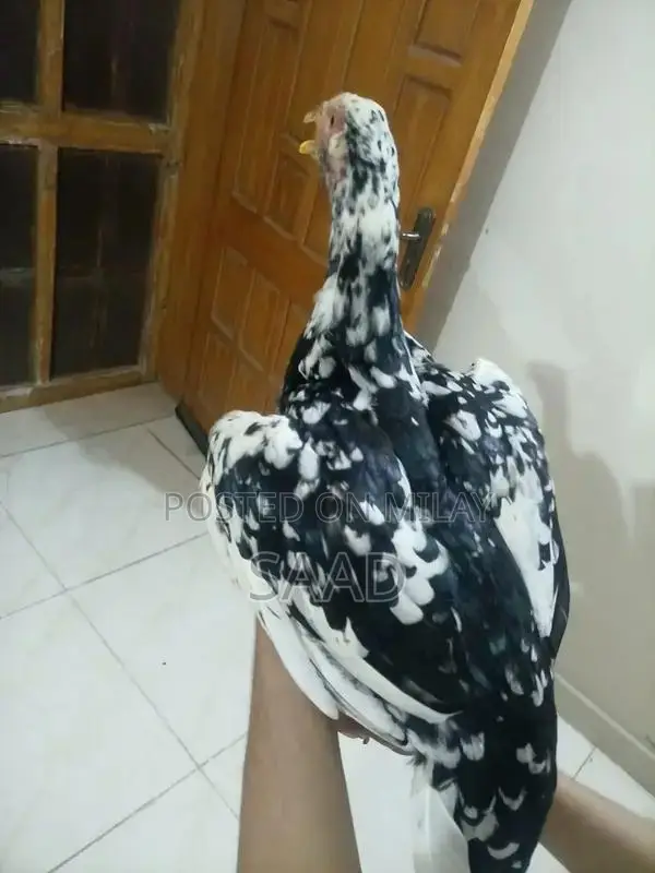 Premium Quality Aseel Hens - Hardy Traditional Breed