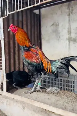 Thai Black Eyes Chicken Chicks - High-Quality Imported Poultry