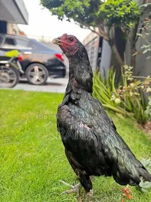 Thai Black Eyes Chicken Chicks - High-Quality Imported Poultry