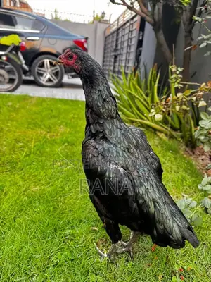 Thai Black Eyes Chicken Chicks - High-Quality Imported Poultry