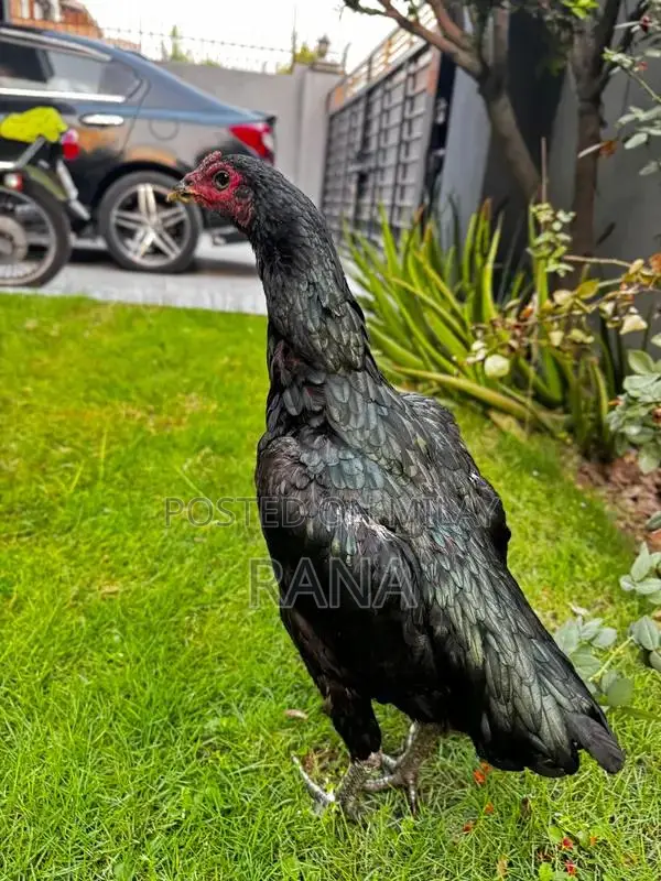 Thai Black Eyes Chicken Chicks - High-Quality Imported Poultry