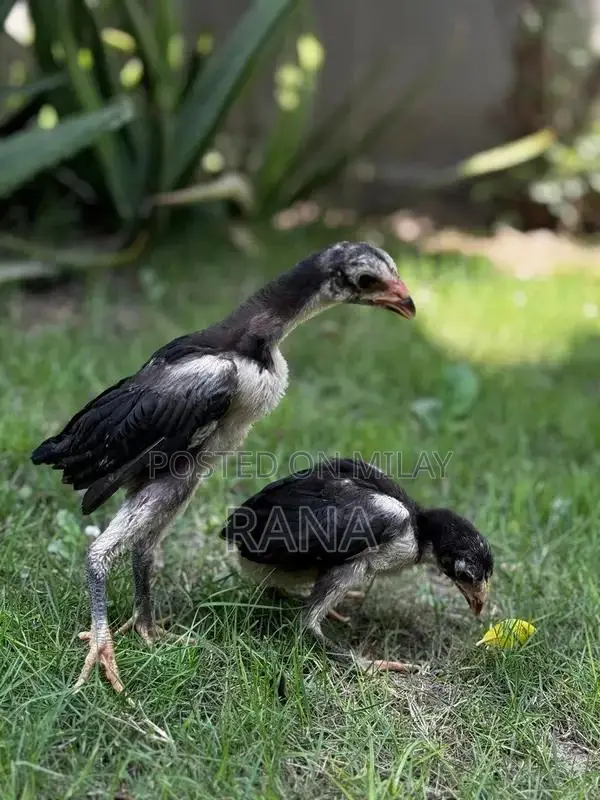 Thai Black Eyes Chicken Chicks - High-Quality Imported Poultry