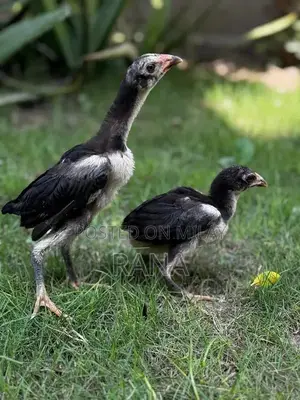 Thai Black Eyes Chicken Chicks - High-Quality Imported Poultry