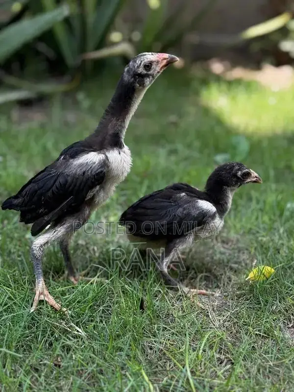 Thai Black Eyes Chicken Chicks - High-Quality Imported Poultry