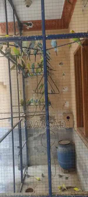 Photo - Unique Colony Collectibles - Multiple Color Options Available