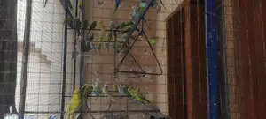 Unique Colony Collectibles - Multiple Color Options Available