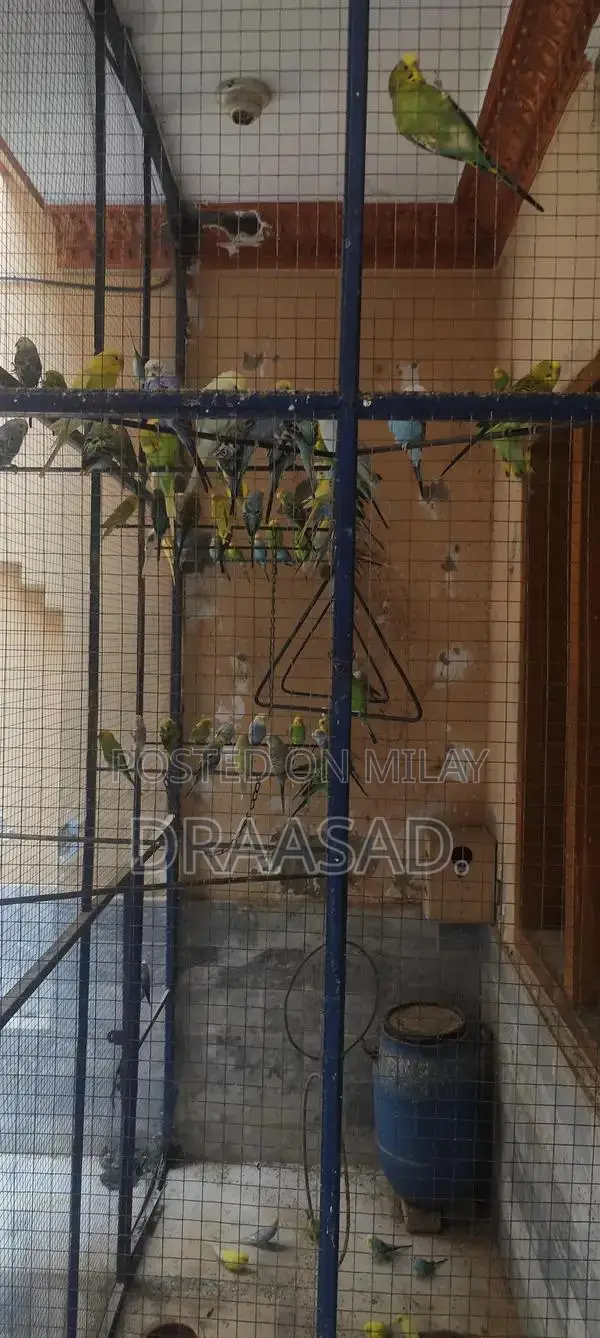 Unique Colony Collectibles - Multiple Color Options Available