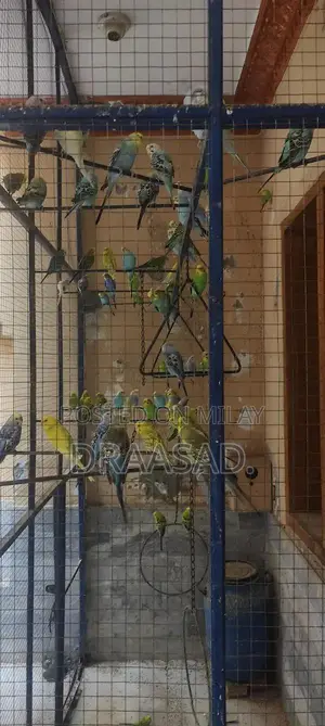 Unique Colony Collectibles - Multiple Color Options Available