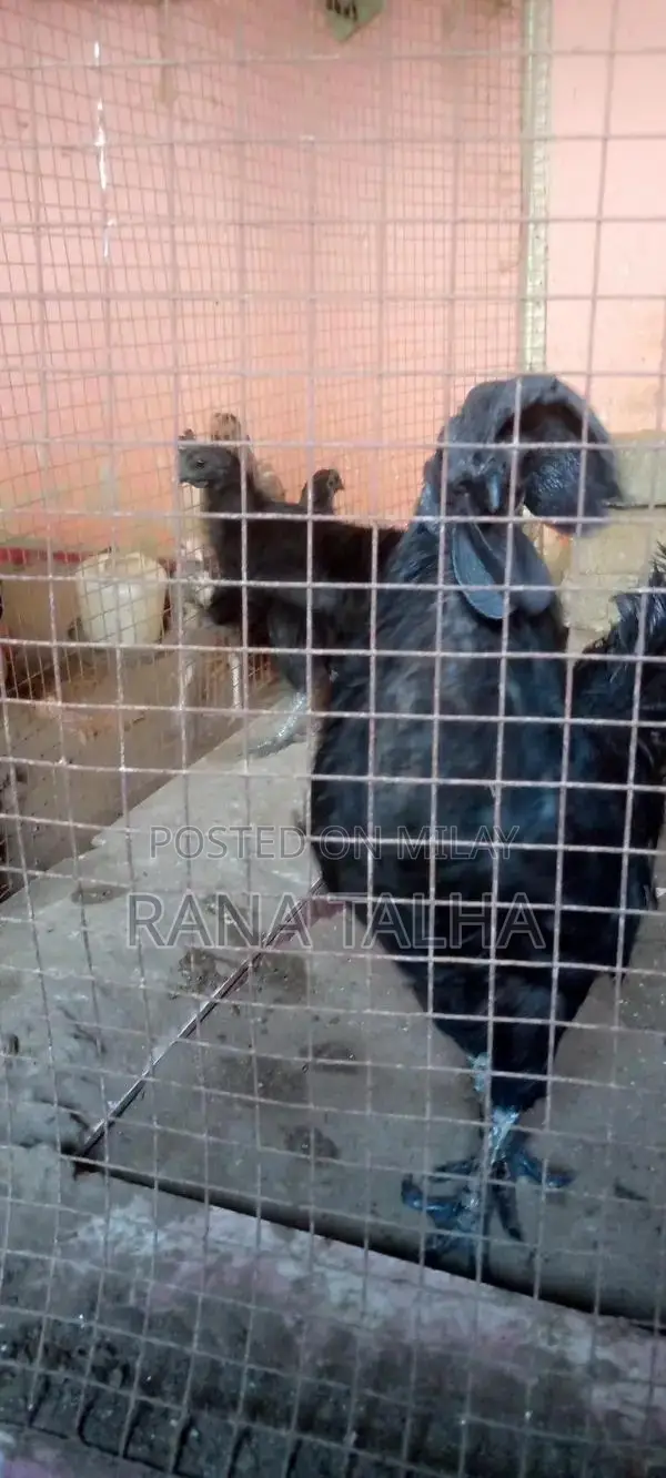 Rare Black Feathered Ayam Cemani Chicken Breed from Indonesia