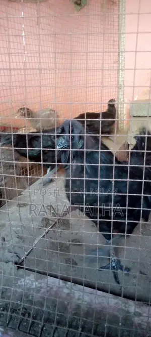 Rare Black Feathered Ayam Cemani Chicken Breed from Indonesia