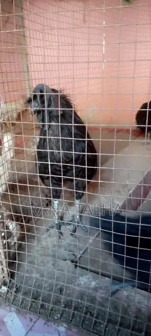 Rare Black Feathered Ayam Cemani Chicken Breed from Indonesia