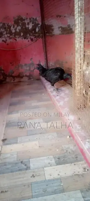 Rare Black Feathered Ayam Cemani Chicken Breed from Indonesia