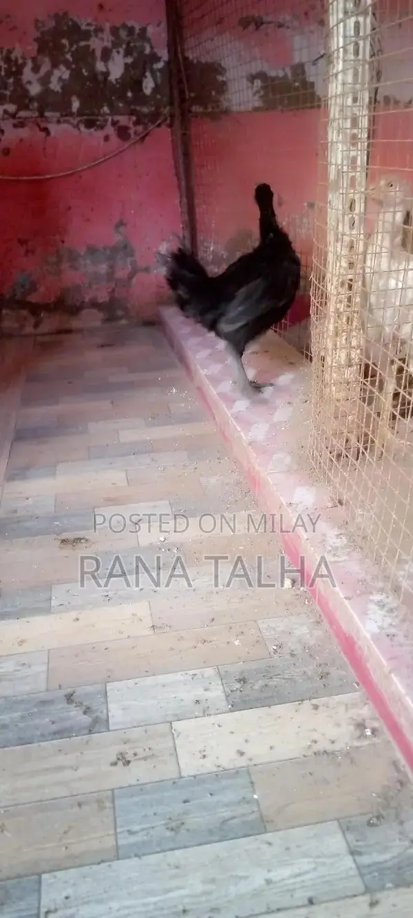 Rare Black Feathered Ayam Cemani Chicken Breed from Indonesia