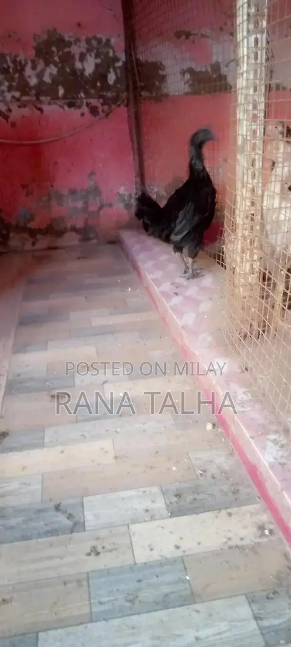 Rare Black Feathered Ayam Cemani Chicken Breed from Indonesia