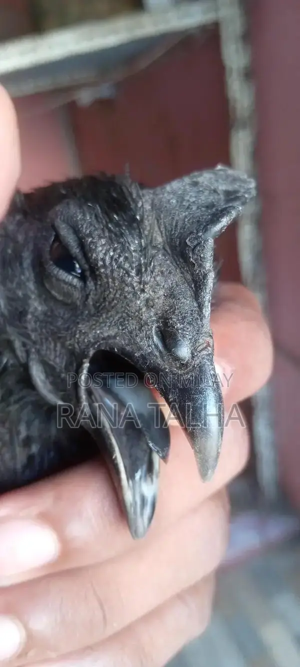 Rare Black Feathered Ayam Cemani Chicken Breed from Indonesia