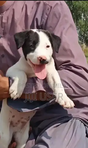 Photo - Paver Bully Gultair Male Puppy - 2 Months Old