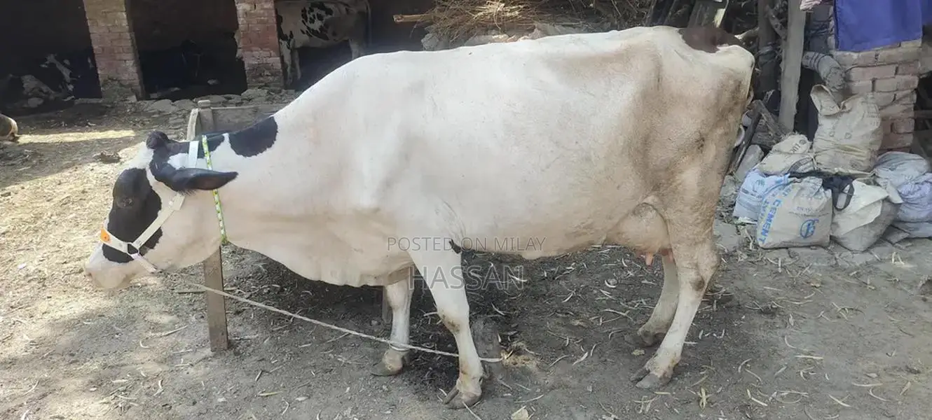 High-Yield Fresian Cross Dairy Cow for Professional Dairy Farming