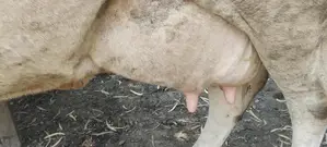 High-Yield Fresian Cross Dairy Cow for Professional Dairy Farming