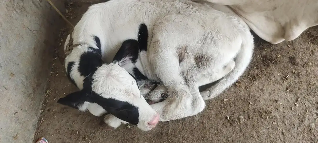 High-Yield Fresian Cross Dairy Cow for Professional Dairy Farming