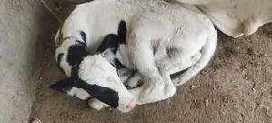 High-Yield Fresian Cross Dairy Cow for Professional Dairy Farming