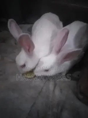 Red Eye Rabbit Pair - Healthy Active Pet Companions