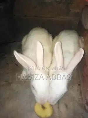 Red Eye Rabbit Pair - Healthy Active Pet Companions