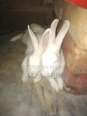 Red Eye Rabbit Pair - Healthy Active Pet Companions