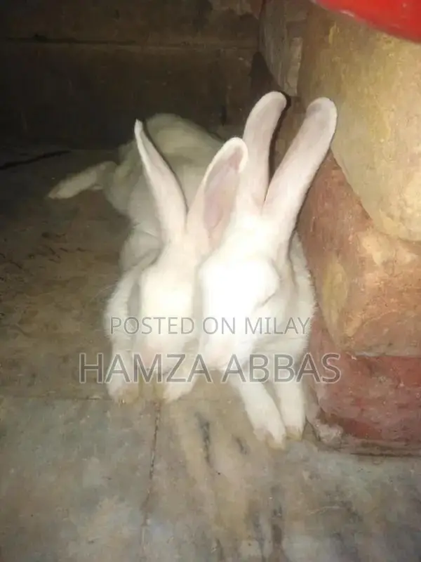 Red Eye Rabbit Pair - Healthy Active Pet Companions