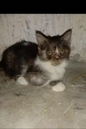 Photo - Pure White Persian Female Kitten - Adorable Companion