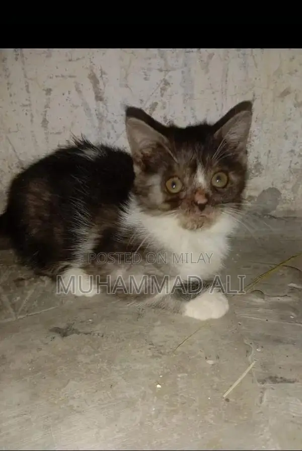 Pure White Persian Female Kitten - Adorable Companion