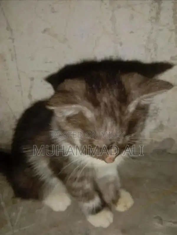 Pure White Persian Female Kitten - Adorable Companion