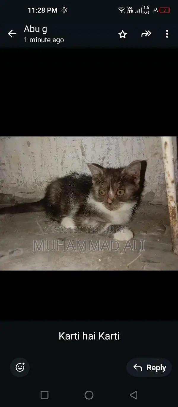 Pure White Persian Female Kitten - Adorable Companion