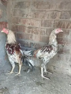 Aseel Pathai Traditional Homemade Flatbread Bulk Pack