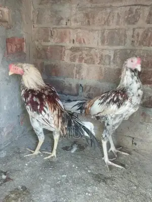 Aseel Pathai Traditional Homemade Flatbread Bulk Pack