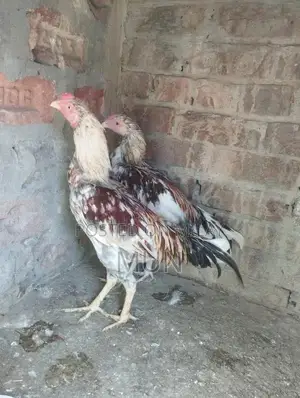 Aseel Pathai Traditional Homemade Flatbread Bulk Pack