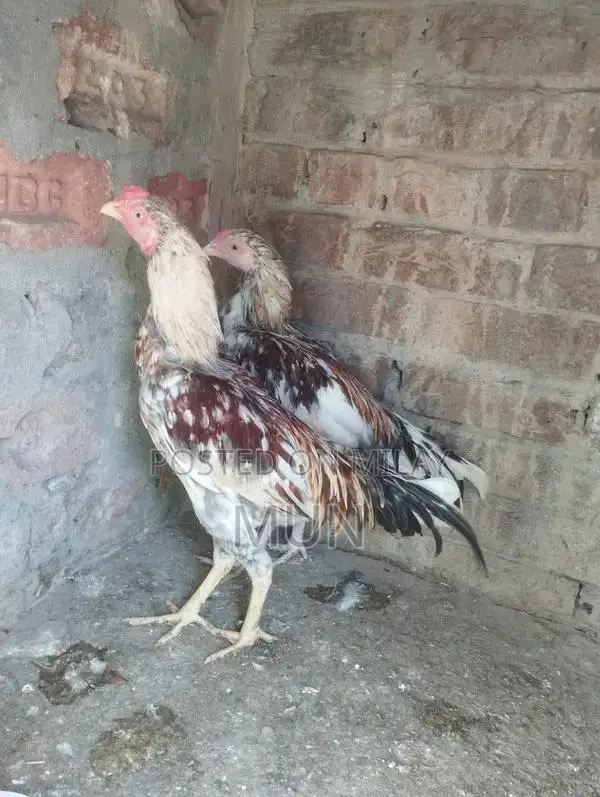 Aseel Pathai Traditional Homemade Flatbread Bulk Pack