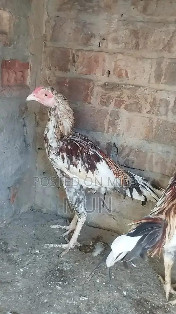 Aseel Pathai Traditional Homemade Flatbread Bulk Pack