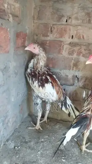 Aseel Pathai Traditional Homemade Flatbread Bulk Pack