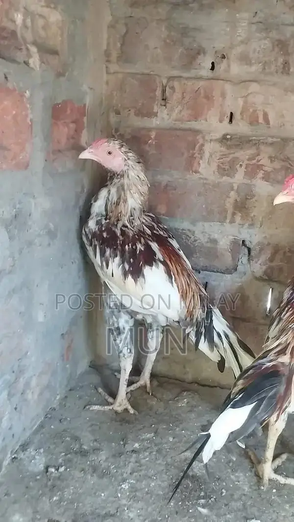 Aseel Pathai Traditional Homemade Flatbread Bulk Pack