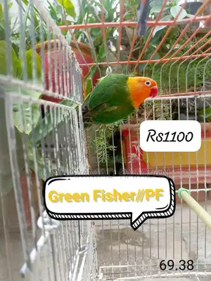 Photo - Parrots: Blue and Green Feathered Companion Birds