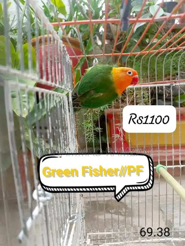 Parrots: Blue and Green Feathered Companion Birds