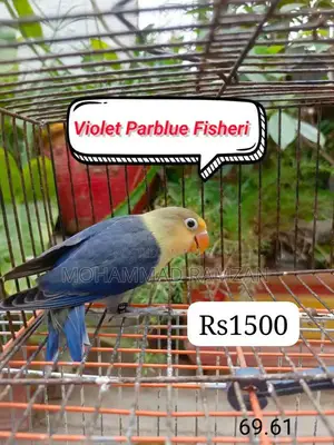 Parrots: Blue and Green Feathered Companion Birds