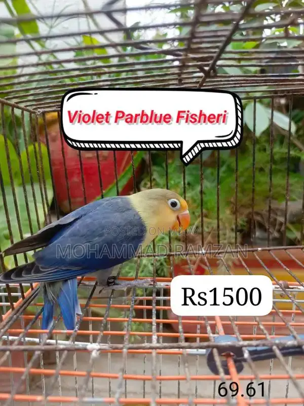 Parrots: Blue and Green Feathered Companion Birds