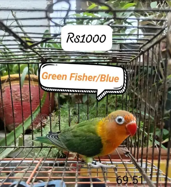 Parrots: Blue and Green Feathered Companion Birds