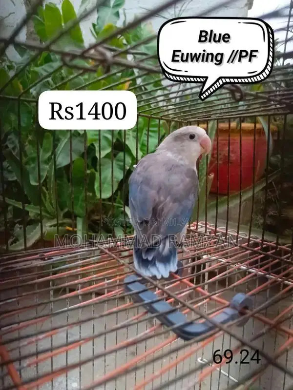 Parrots: Blue and Green Feathered Companion Birds