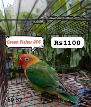 Parrots: Blue and Green Feathered Companion Birds