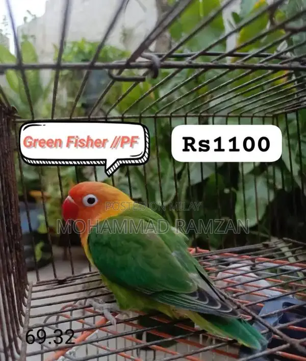 Parrots: Blue and Green Feathered Companion Birds